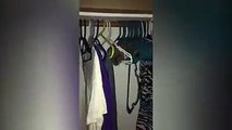 Funny Cat Crawls Through Clothes Hangers