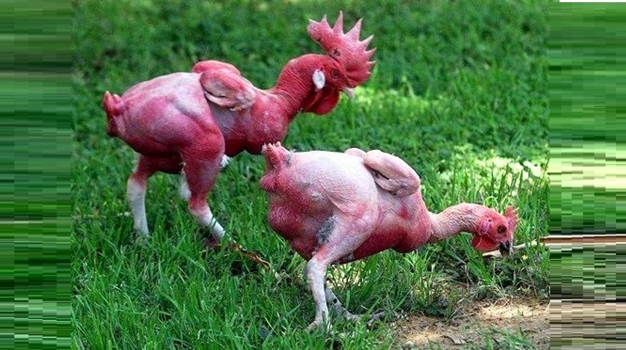 Ngộ nghĩnh giống gà trụi lông ở Isarael