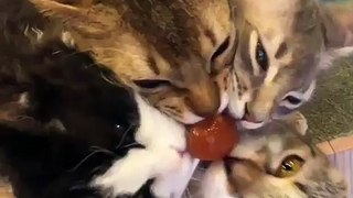 Cats Sucking Lolliposp. Must Watch. Video. Funny
