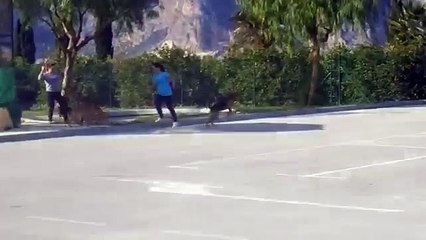 Gato vs perro pelea en vivo