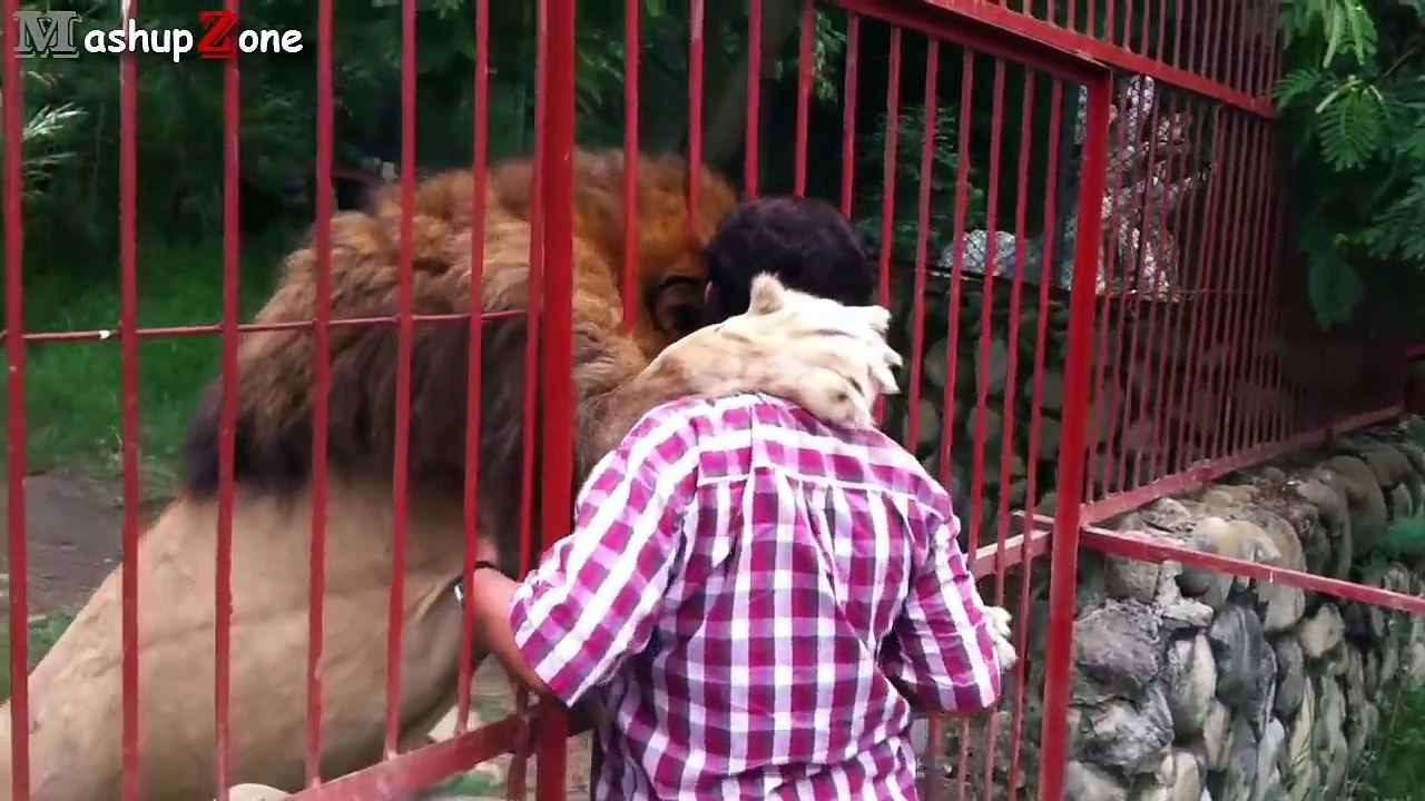 Funny Videos Of Funny Animals NEW 2015-Y267hp77ZN8