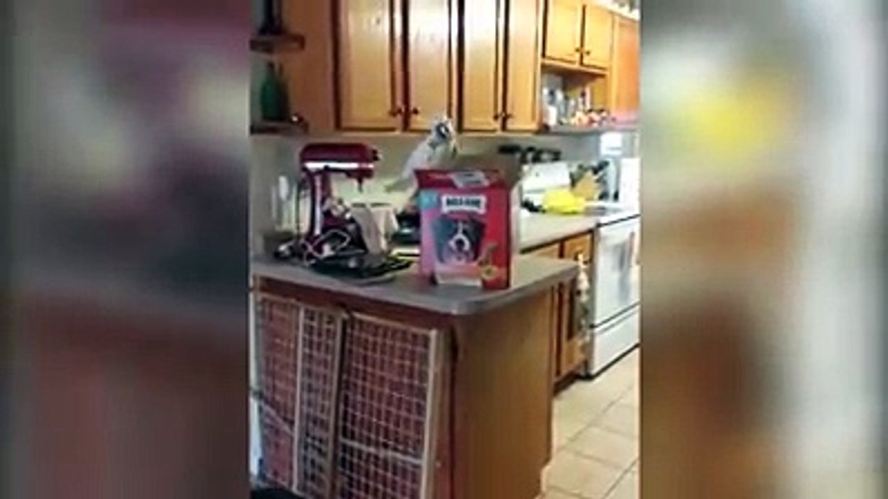 Funny Cockatoos Compilation