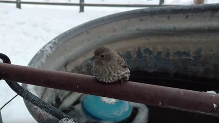 Un oiseau collé par le froid sur une barrière métallique