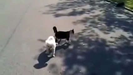 A blind dog walking down the street. That's what makes him his friend cat