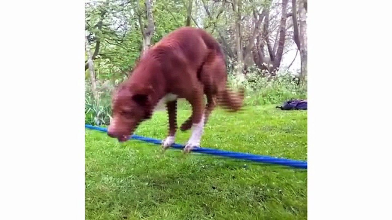 İZLEMEKTEN BÜYÜK KEYİF ALDIĞIMIZ 2016'NIN EN MİNNOŞ KÖPEKLERİ