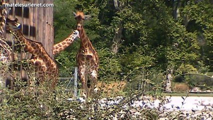 Ben quoi ? Tout le monde le connait... non ?
