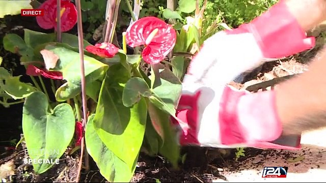 Jardinage : comment nettoyer son jardin pour affronter l'hiver