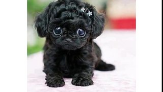 Happy Birthday from this cute little black puppy