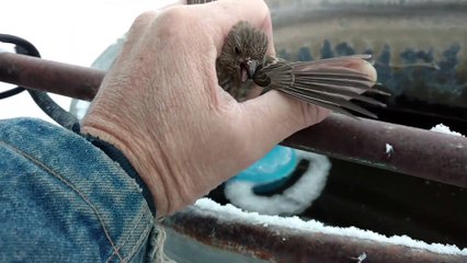 Il sauve un oiseau pris au piège sur une barre en métal gelée