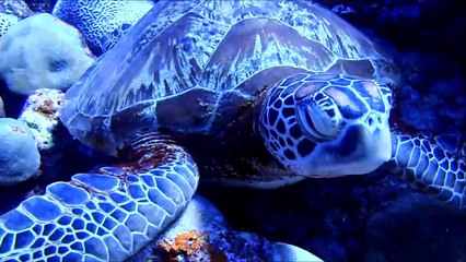 グアムの海で大きいウミガメと遭遇-lMcF7QU5V3w