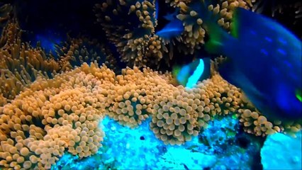 グアム潜水艦ダイビングポイント「GabGabⅡ」-3yntfsmmB1U