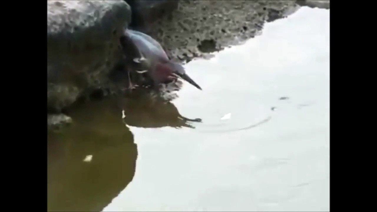 さかな釣りをする鳥さんが賢いと話題に…-_IgKjn8YIjs