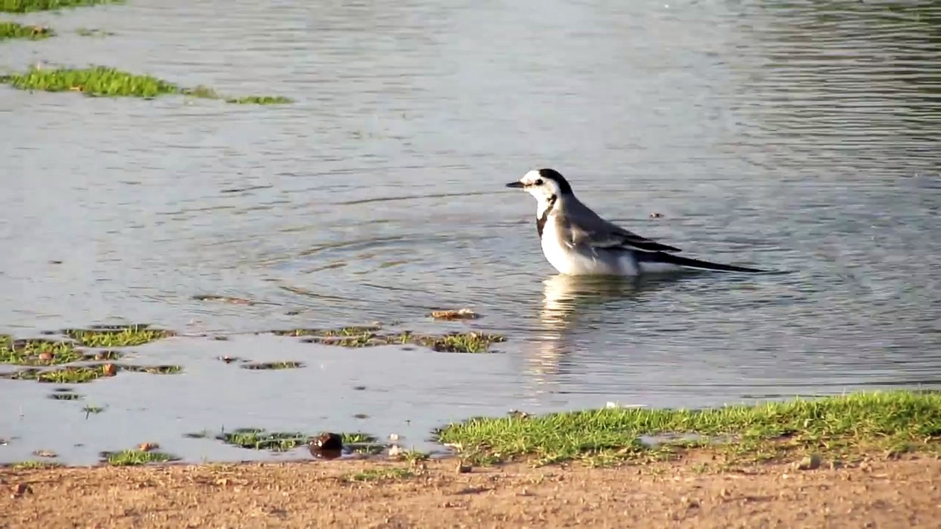 ⁣Bathing Bird