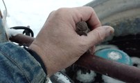 Un oiseau collé par le froid sur une barrière métallique