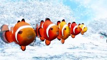 Nemo Funny Little Champs Rhymes | Finger Family Nursery Rhymes For Children | 3D Animation Songs |