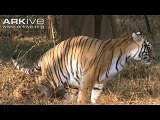 Bengal Tiger marks his territory by discharging a splash of testosterone-laced urine
