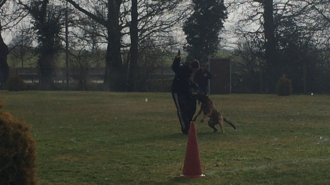 Concours canin de ring et d'obéissance