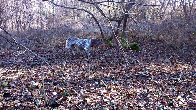 Braque Du Bourbonnais sur bécasse