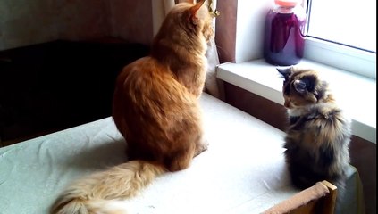 Котята наблюдают за птицами