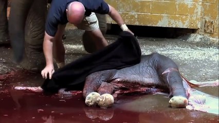 Filin kanlı doğum anı kameralarda!