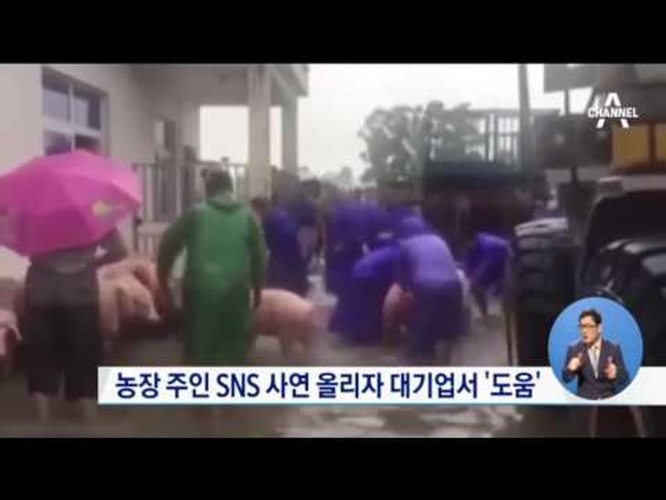 홍수로 물에 잠긴 돼지…6천 마리 구출 성공