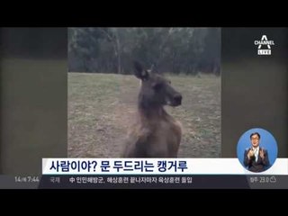 캥거루, ‘지금은 무섭고 그때는 귀엽다’