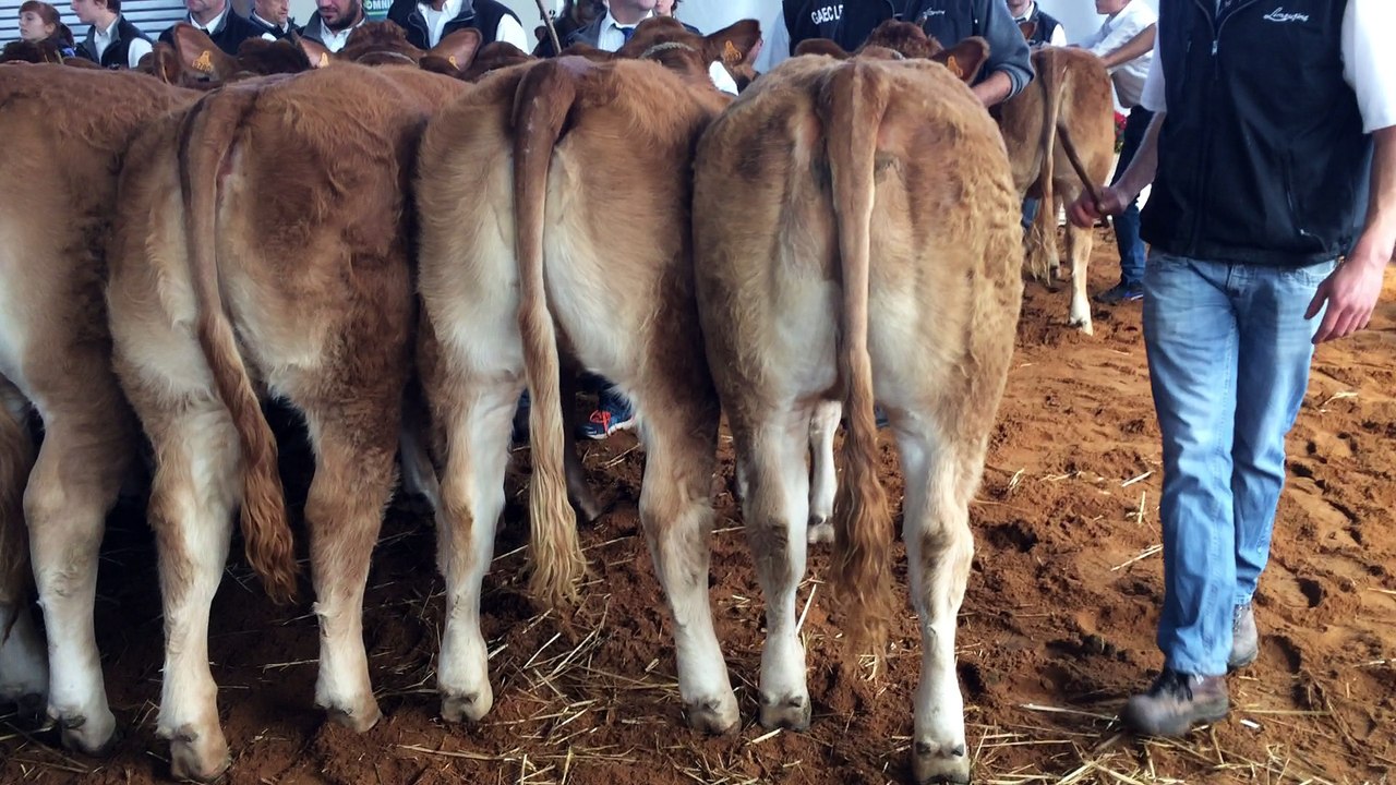 Challenge inter départemental, concours limousin Varennes sur Allier