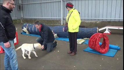 Au club cynophile après les Fêtes...