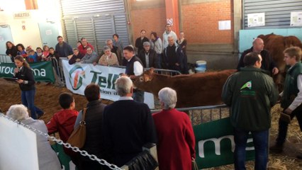 Manou qui entre sur le ring pour le défilé au concours Limousin de Varennes sur Allier