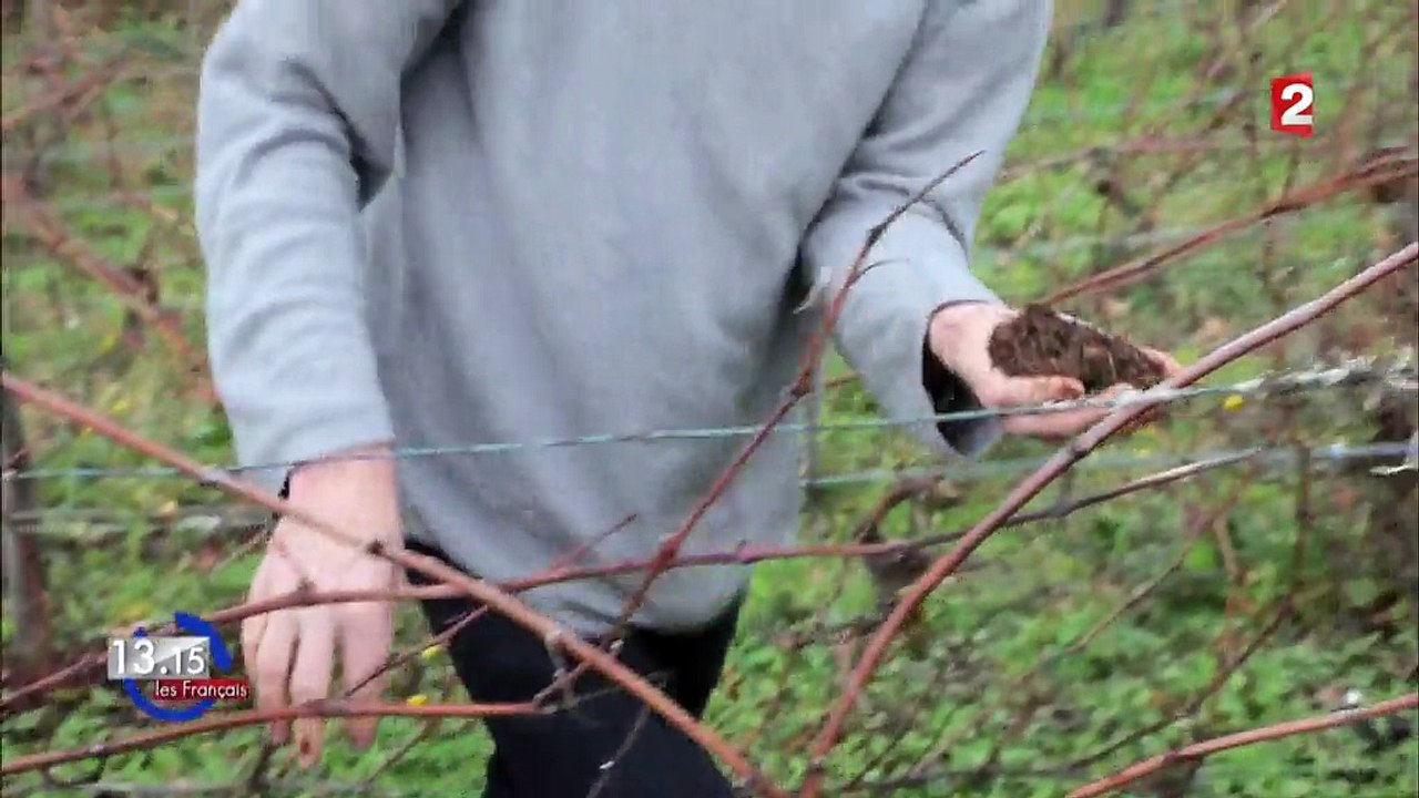 "13h15". Quand de jeunes sommeliers dénichent des petits vignerons qui font des vins naturels
