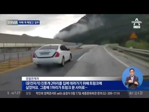 강아지 차에 매달고 '시속 80km' 질주... 끔찍 영상