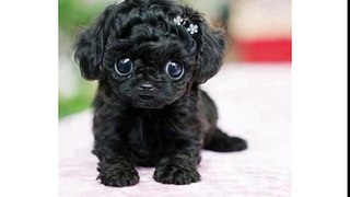 Adorable little black puppy wishes you Happy Birthday