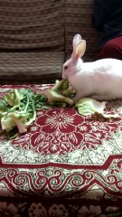 my pet | my gfe pet | rebbit eating food
