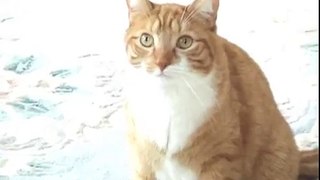 Mylo the Cat's Thoughts on Sxephil-9AG_SiYKddc