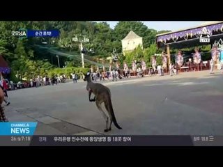 동물원 캥거루 탈출, 짧은 외출에 한바탕 소동!