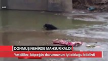 Zavallı köpek donmuş nehirde mahsur kaldı