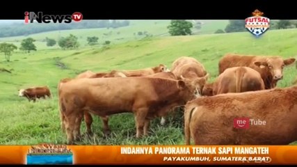 Indahnya Panorama Ternak Sapi di Mangateh