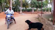 Rottweiler dog attacks man in India