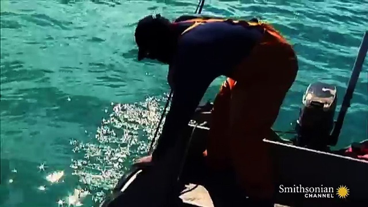 Something Ate This Shark...but What