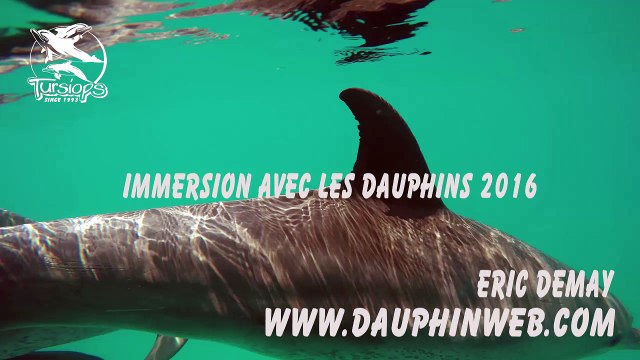 Dauphins 2016 stage Mer Rouge