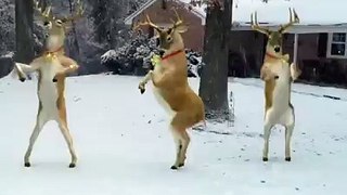 a animal can better and awesome dance