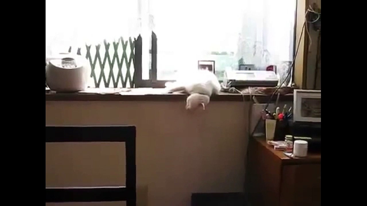 Le chat dort la tête en bas et tombe