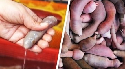 SQUEEZIE-LE POISSON-PÉNIS D'ASIE !