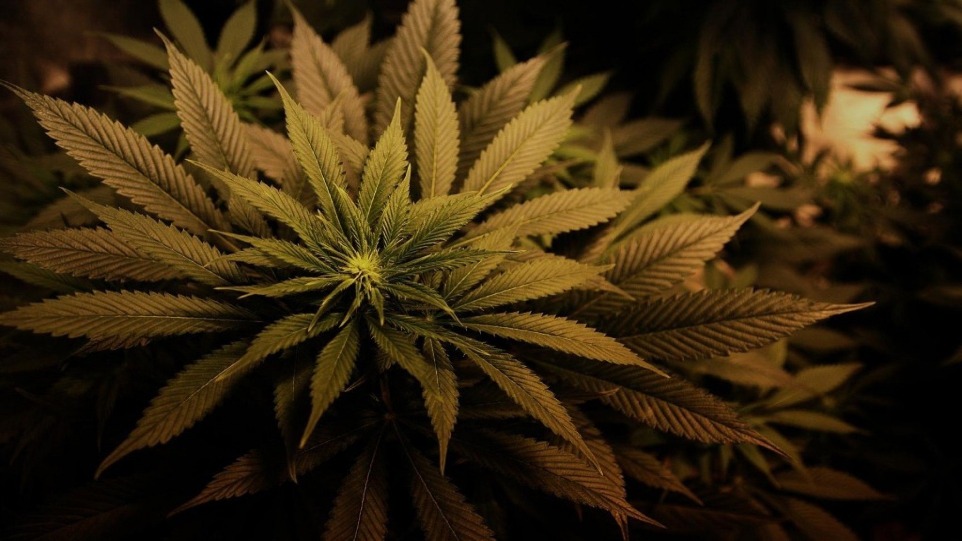⁣Cannabis Indoor Grow #01