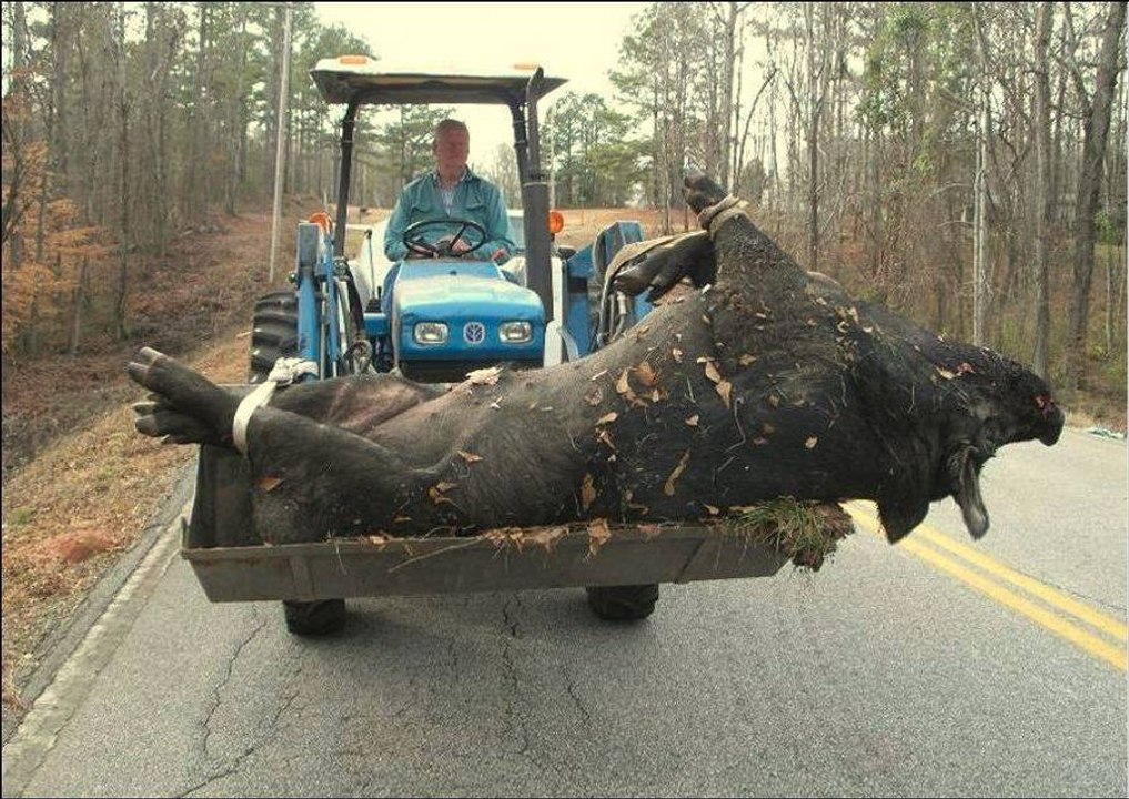 Chasse au sanglier géant | Top 10: la plus grande chasse au sanglier