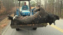 Chasse au sanglier géant | Top 10: la plus grande chasse au sanglier