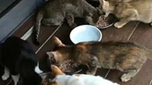 5 Cats From Different Cohort