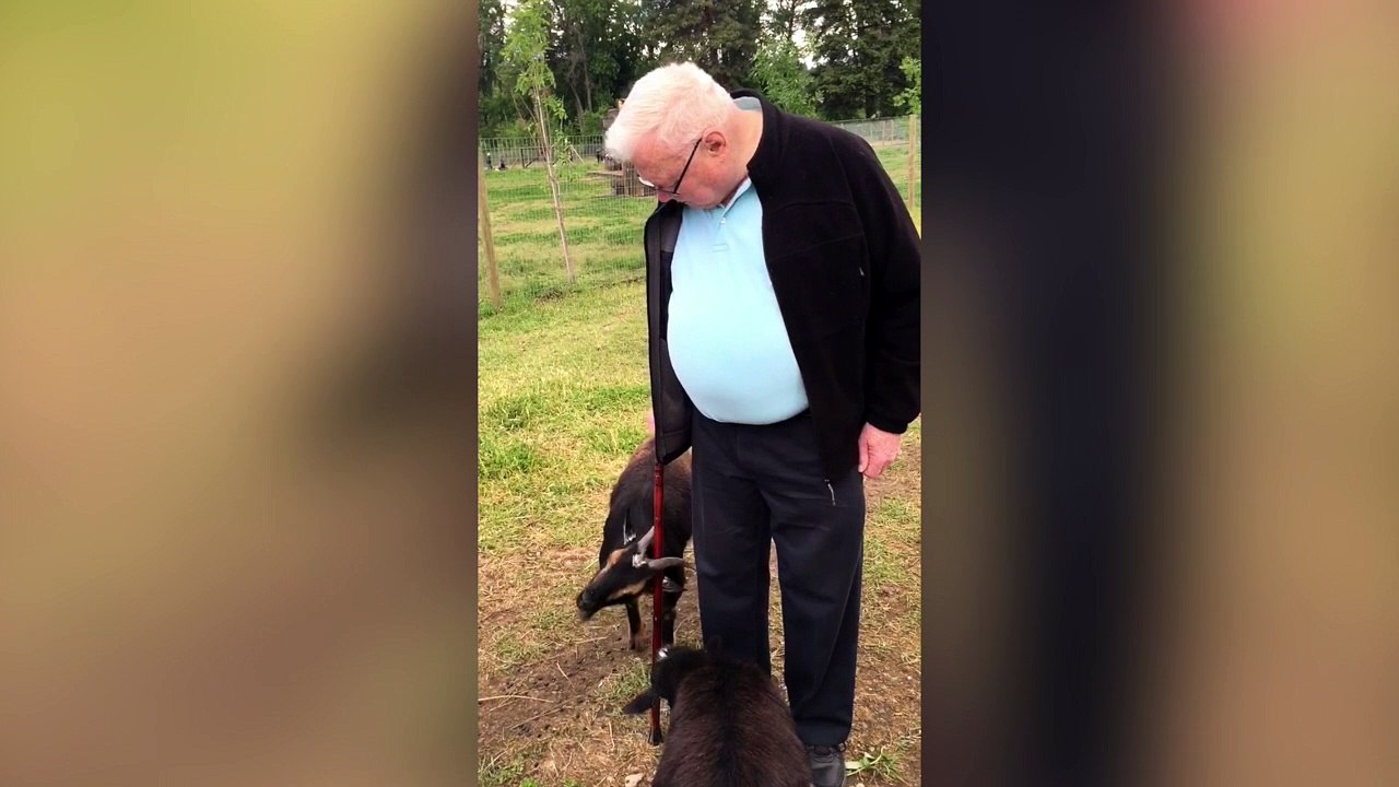 Engarde! Goat duels man with cane.