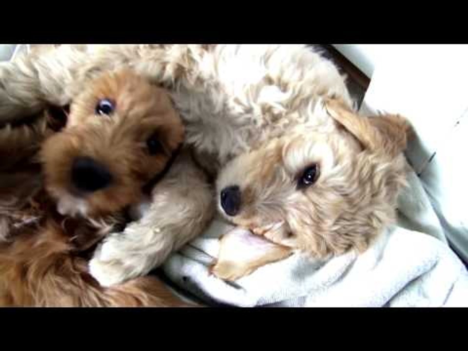 Golden Doodle Puppies Twin Sisters playing together set to Nursery Rhymes