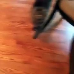 Funny Cat says YES-a5I7BDUky7k